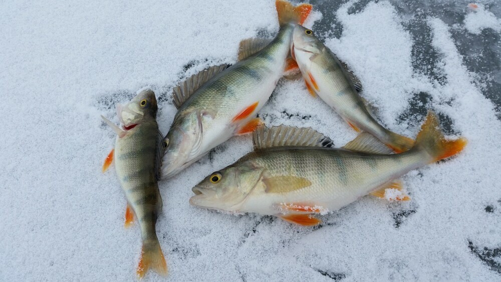 Ice Fishing Picture